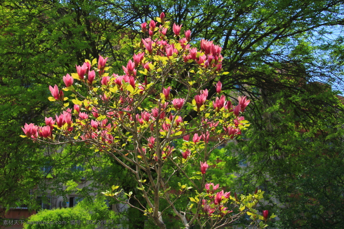 红玉兰 红色玉兰 紫色玉兰 玉兰花树 花园玉兰 玉兰花朵 玉兰花瓣 三春玉兰 木兰 玉兰花 望春 应春花 玉堂春 玉兰 春华 生物世界 花草