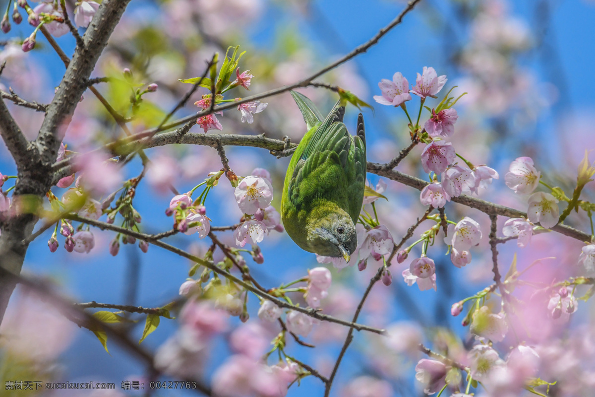 鸟语花香 绿叶 鵯鸟 樱花 春天 蓝天 生物世界 鸟类