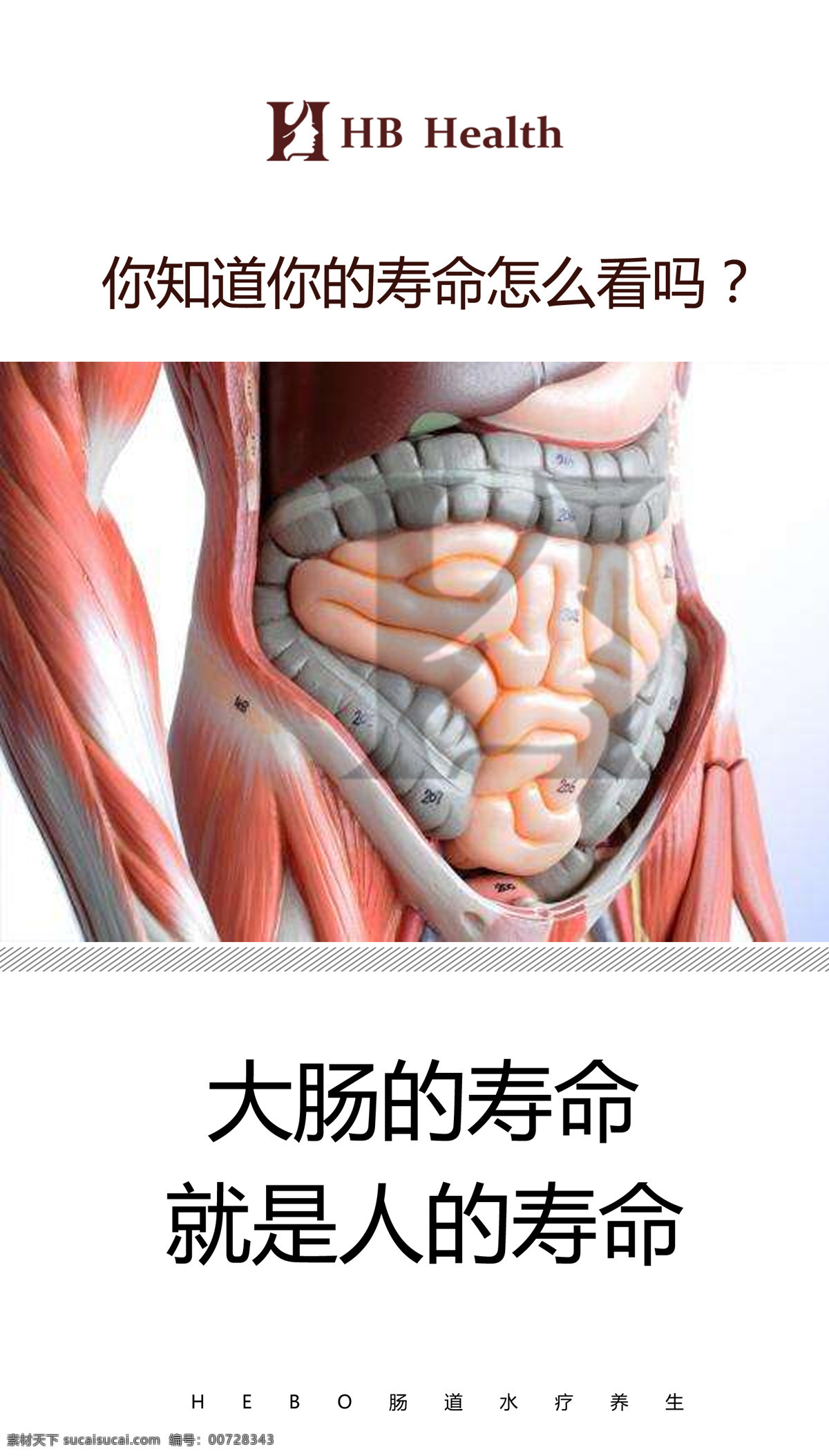 肠道养生 肠道 微生物 人体 标志 艺术字