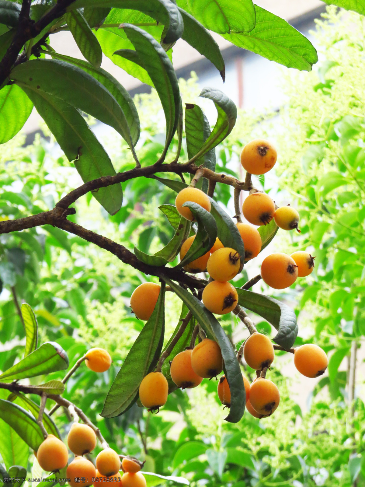 水果 枇杷树 枝叶 美食 食物 止咳 果实 绿色 有机 健康 黄色 生物世界