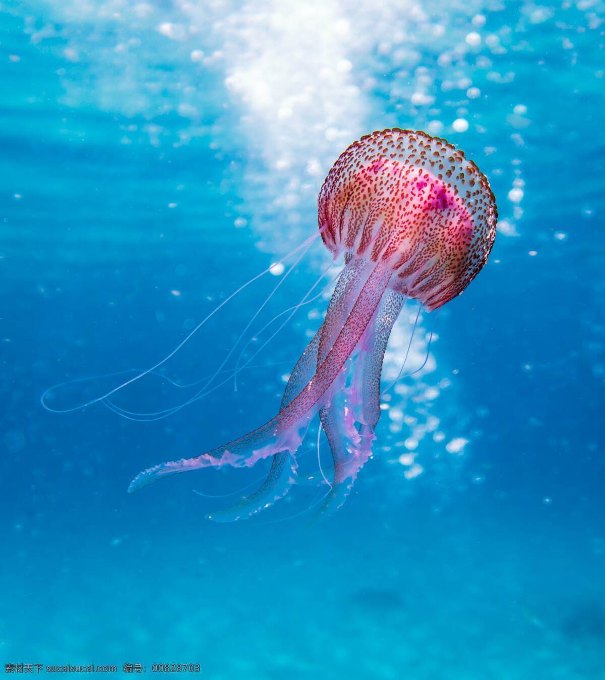 水母 海底 海洋 海洋生物 海底世界 海蜇 动物 海 大海 游泳 漂浮 自然 摄影图 生物世界