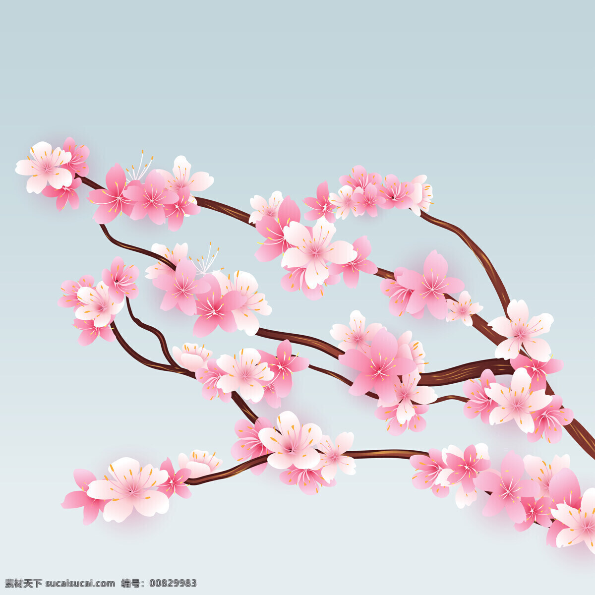 樱花壁纸 背景图片 樱花 樱花树 植物花卉 高清 图片壁纸