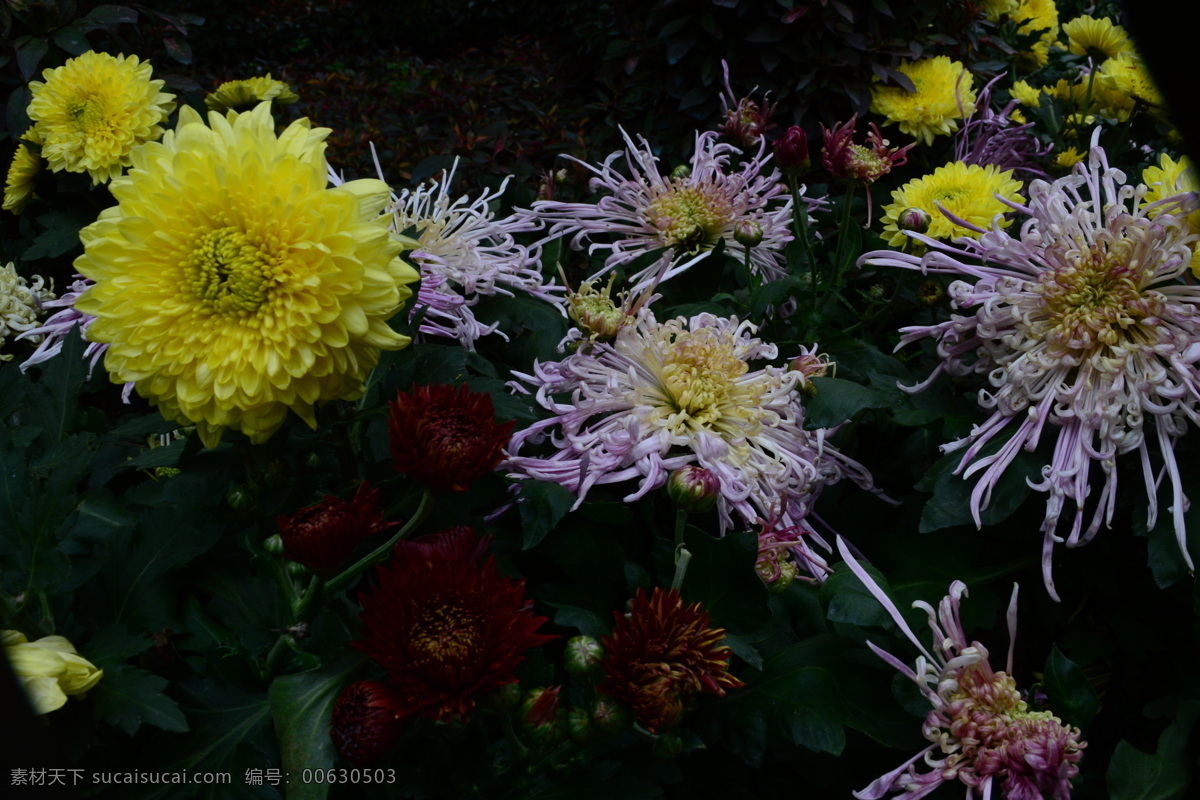 雨后秋菊 秋天 雨后 菊花 娇艳 欲滴 白似雪 粉似霞 黄赛金 端庄 秀丽 生物世界 花草