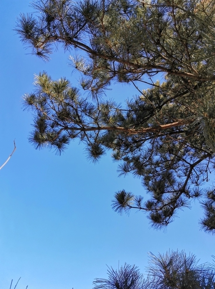 松树 松果 一棵松 山顶 山脉 山峰 高山 天空 蓝天 白云 自然 树木 森林 绿色 王 厂 沟 棒 锤 崖 风景 一角 自然景观 自然风景