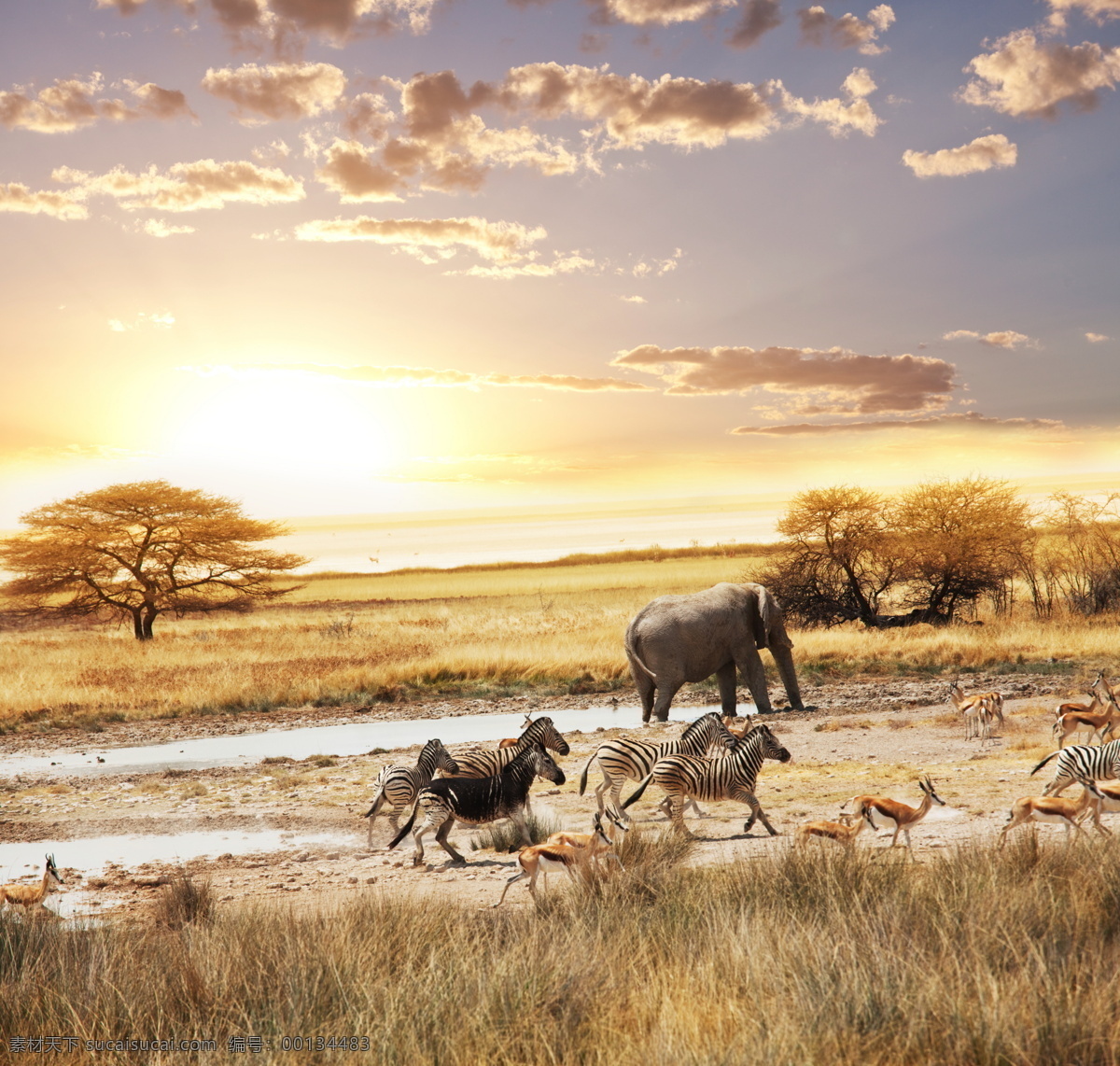 非洲草原 草原 高清 大象 野马 野鹿 野生动物 非洲 动物摄影 生物世界