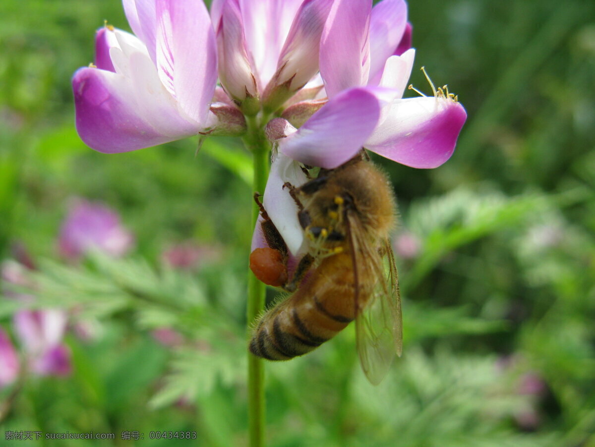 蜜蜂 采花 昆虫 蜜蜂采蜜 生物世界 蜜蜂采花 蜜蜂微距 蜜蜂摄影