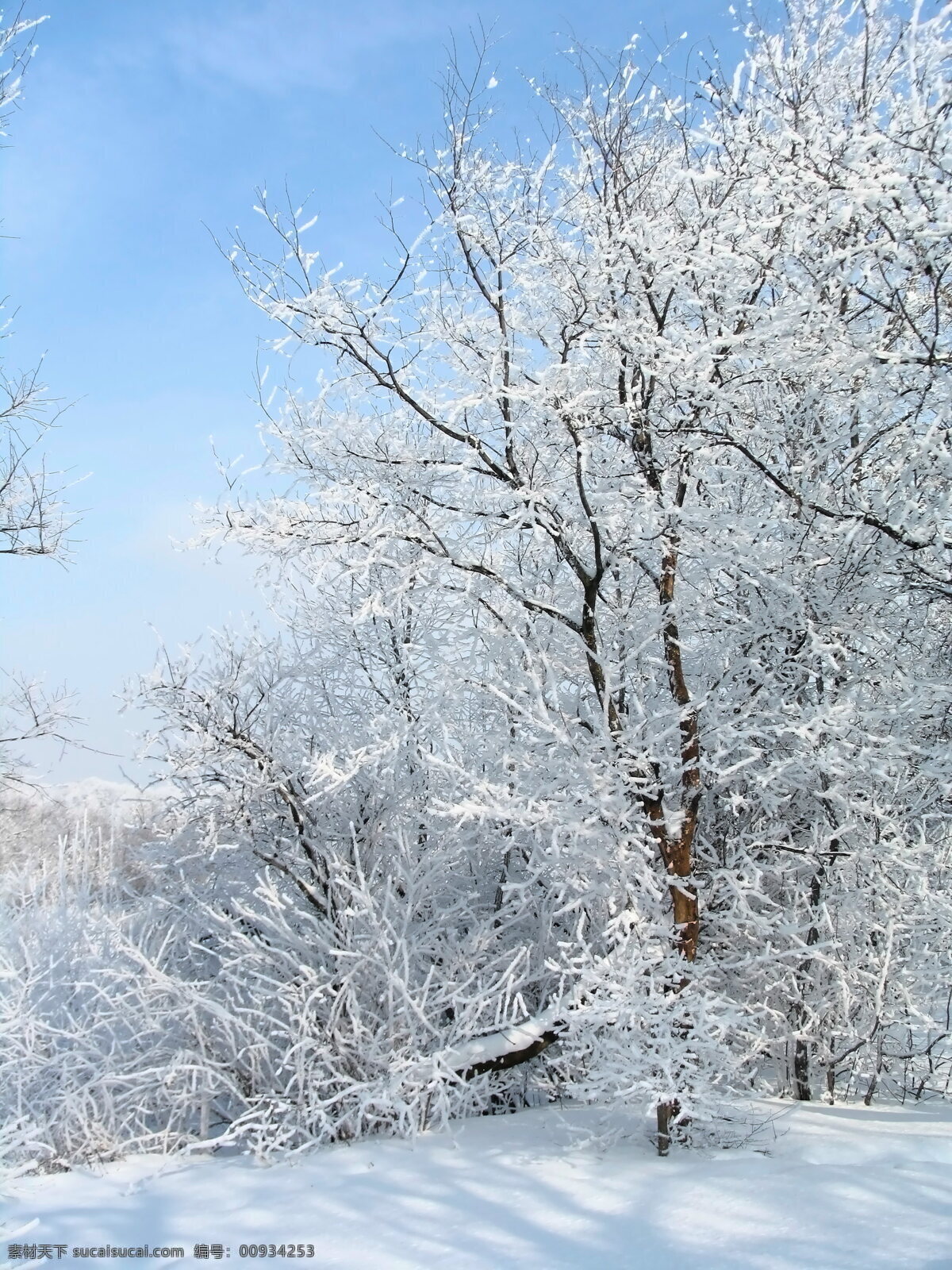 唯美 雾凇 风景 冬季 银装素裹 树木 积雪 雪景