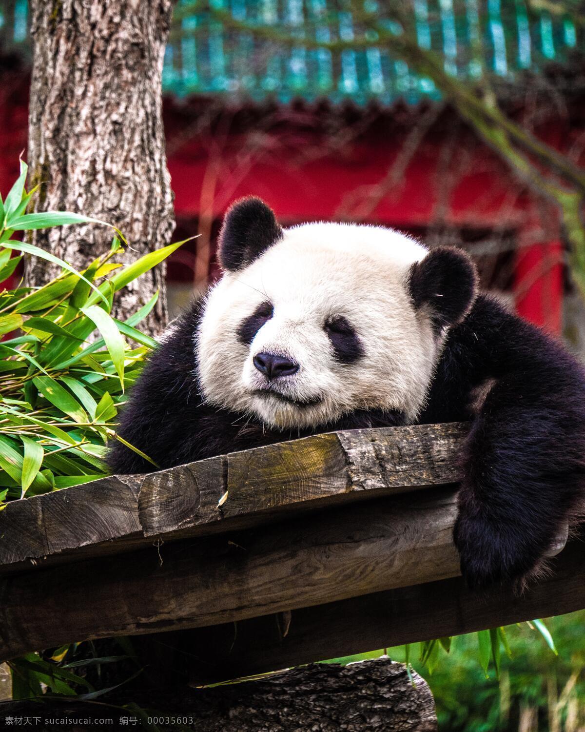 熊猫高清照片 保护动物 国宝 熊猫 熊猫照片 熊猫摄影 熊猫睡觉 可爱熊猫 熊猫爬 动物 生物世界 野生动物 高清