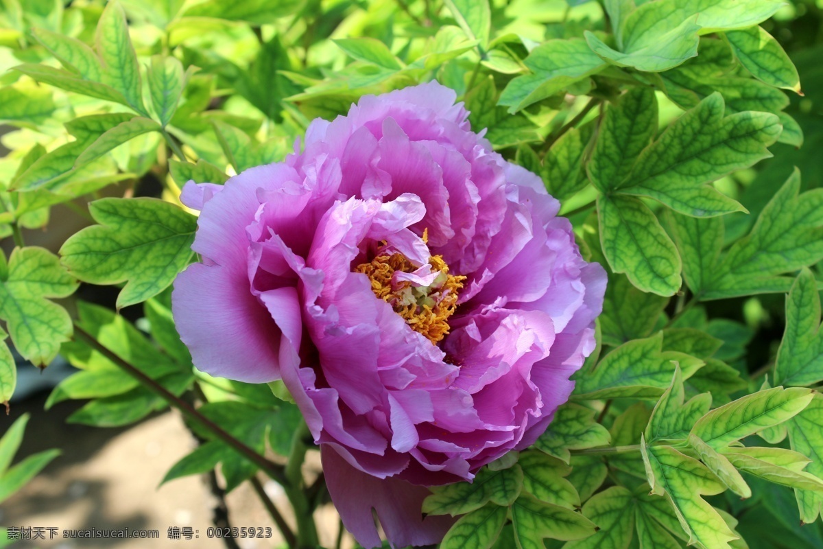 牡丹 牡丹花 花瓣 花蕊 洛阳红 牡丹叶 国色天香 花草 生物世界