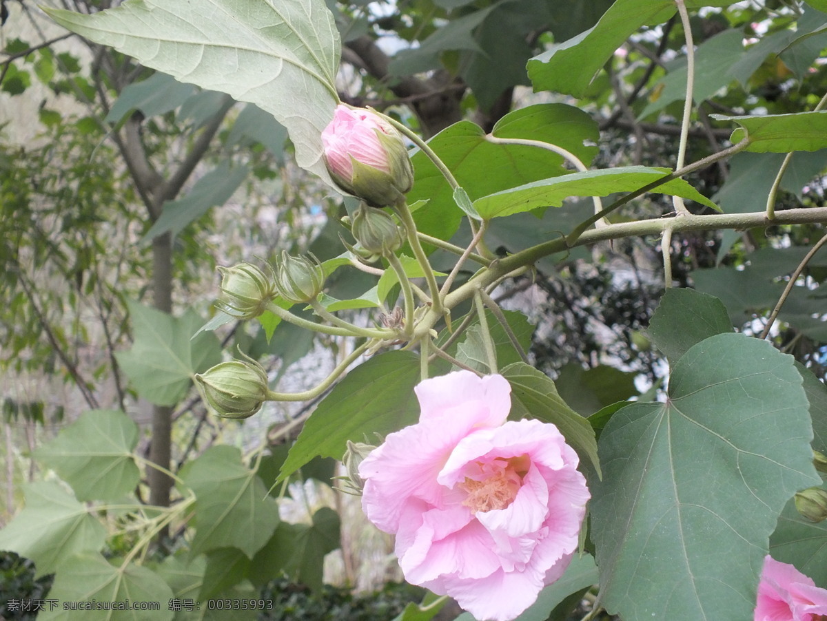 园博 芙蓉花 粉约芙蓉花 重庆 园 博 秋季 菊花 展 花草 生物世界