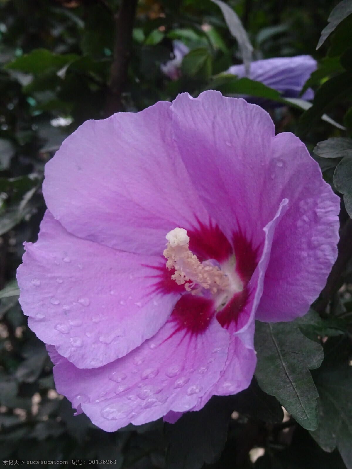 木槿花 木槿 无穷花 花卉 花儿 花草 植物 园林绿化 绿化景观 装饰画 生物世界