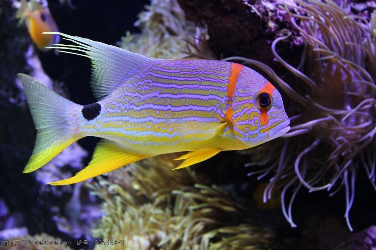 水族馆 热带鱼 珊瑚 鱼群 珊瑚虫 珊瑚礁 海洋生物 海底生物 海底世界 美丽海底 海洋馆 海洋 海底 鱼儿 生物世界