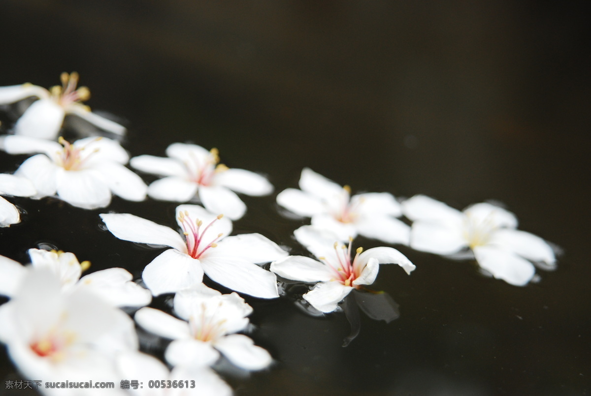 油桐花 白色 倒影 湖面 花瓣 花草 花蕊 漂浮 掉落 凋谢 黄色花蕊 五月雪 生物世界 psd源文件