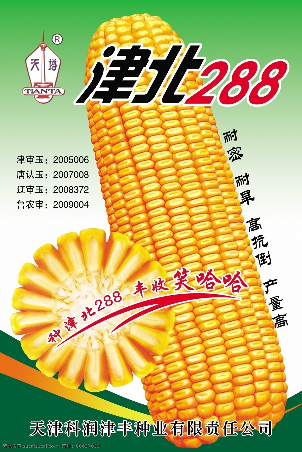 玉米 玉米芯 玉米地 玉米展板 津北288 dm宣传单 广告设计模板 源文件