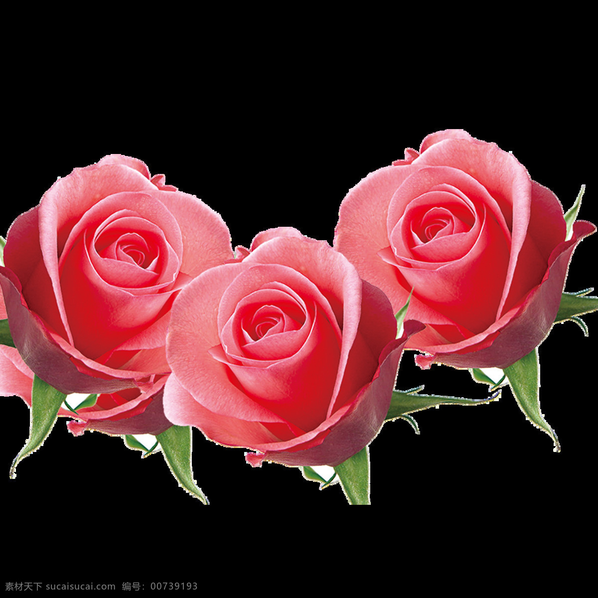 精美 玫瑰花 花朵 元素 七夕 设计元素 装饰素材 白玫瑰 粉红玫瑰 花 情人