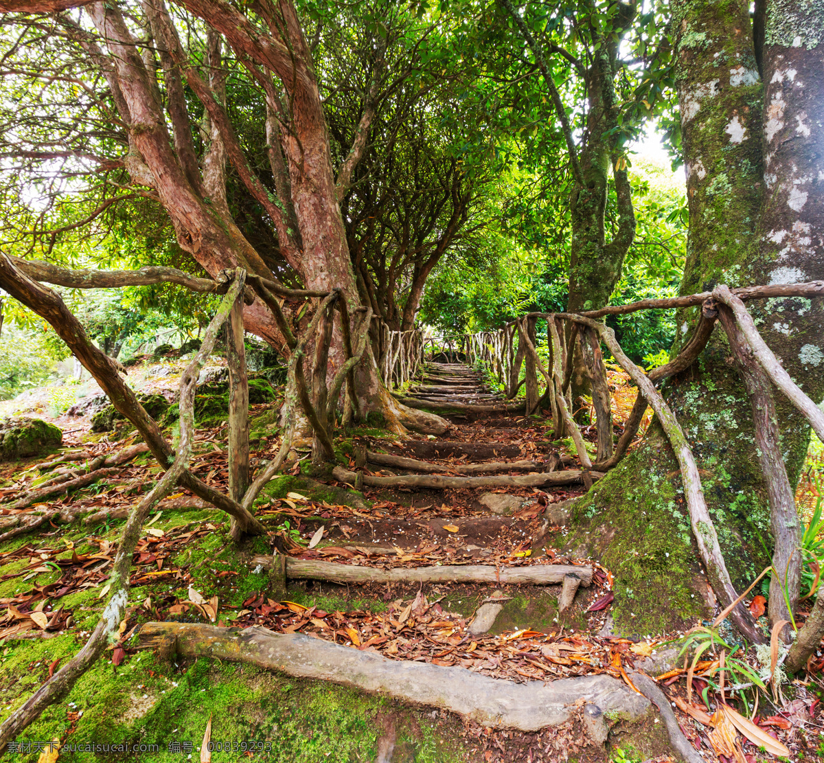树林 里 小路 风景 小路风景 森林 自然风景 其他类别 生活百科