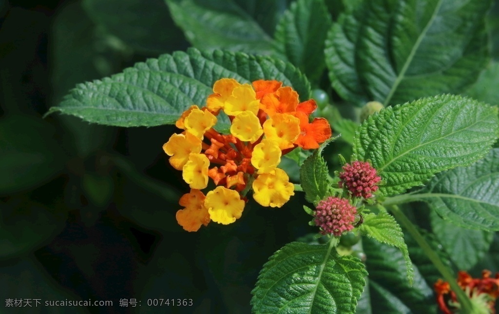 五色梅图片 五色梅 马缨丹 臭草 五彩花 植物 观赏花卉 花卉 花儿 花朵 花草 双子叶植物 园林风景 绿化景观 花卉大观园 生物世界