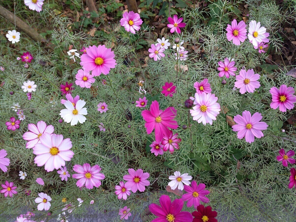 格桑花 植物 花草 紫色 绿化 生物世界
