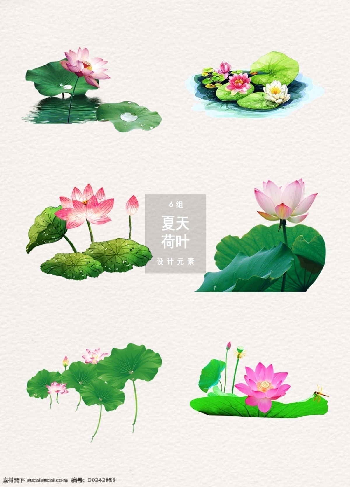 夏天 荷叶 荷花 元素 植物 荷花图