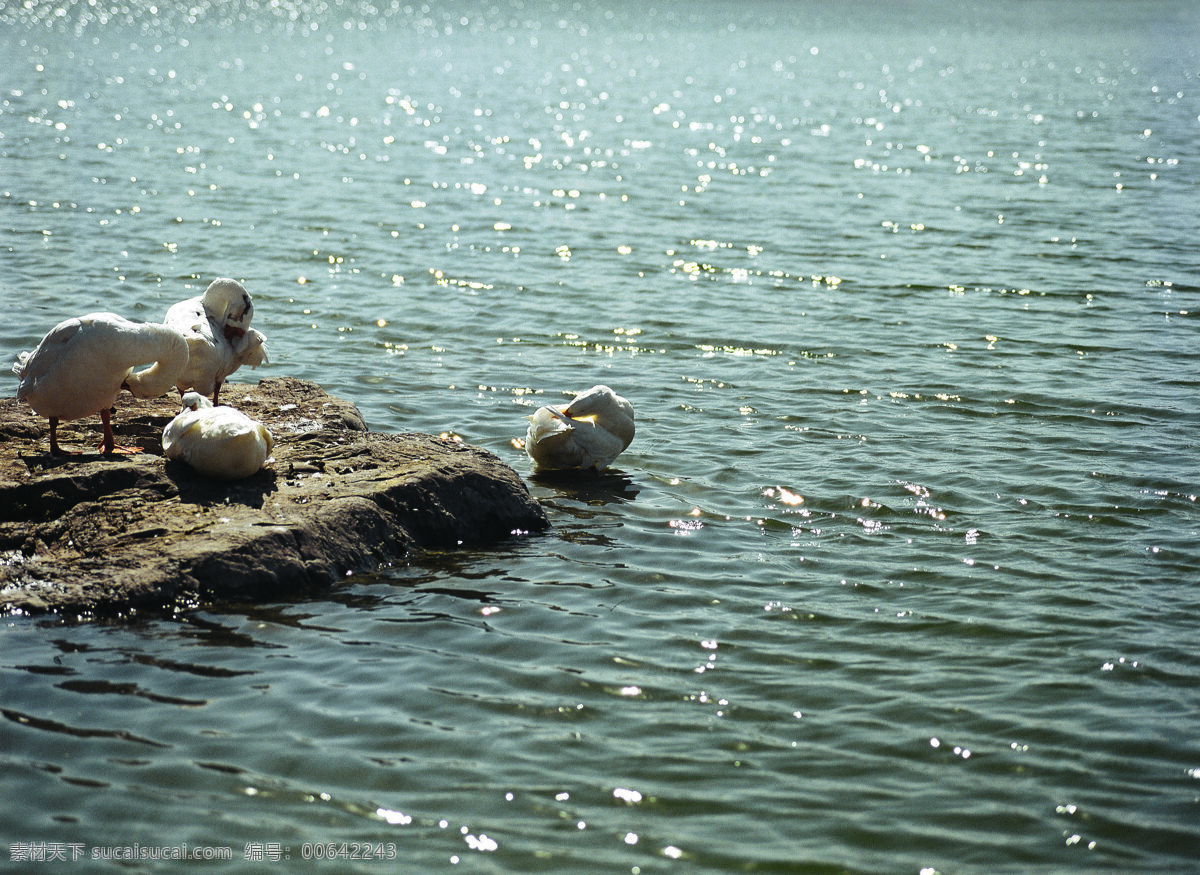 下水 鸭子 波浪 山水风景 摄影图 鸭 阳光 阳光恋人 自然景观 下水鸭子 水 家居装饰素材 山水风景画
