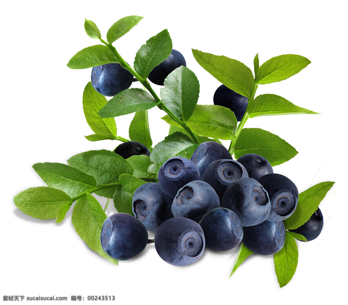 高丛蓝莓 蓝莓 高丛 水果 果实 果子