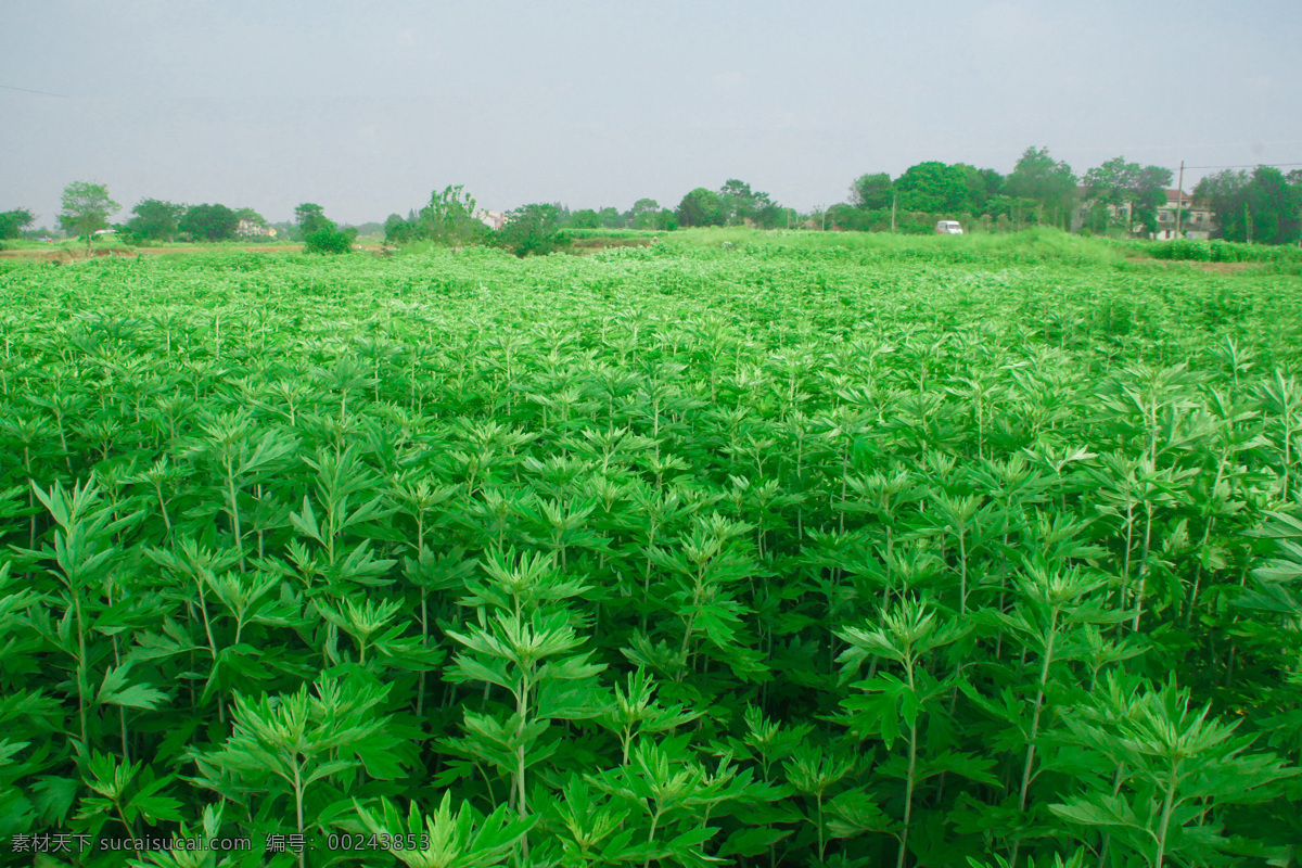 艾草 艾灸 艾蒿 艾叶 艾灸贴 蕲艾柱 中草药 黄金艾柱 香艾 陈艾 艾 健康保健 黄金艾 蕲艾堂