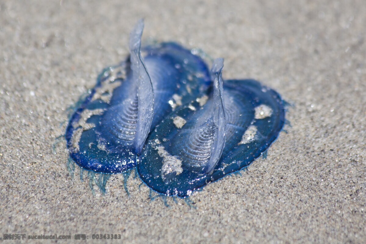 蓝色 帆 水母 帆水母 蓝色水母 海蜇 刺胞动物