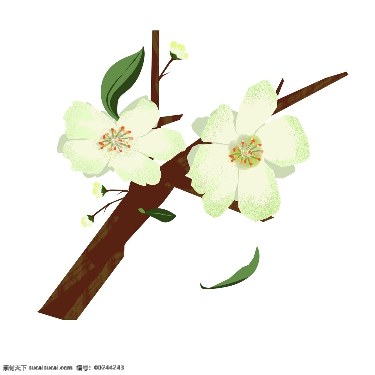 春天 元素 梨花 白色 花朵 花枝 花卉 手绘 简约 风 白色花朵