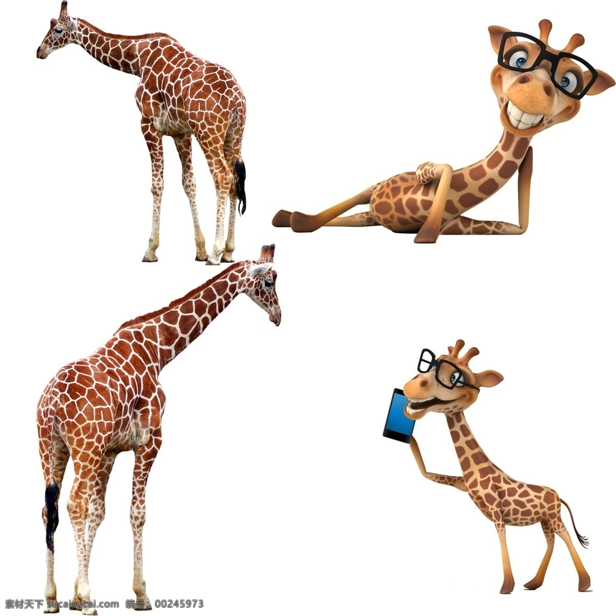 长颈鹿 动物表情 野长颈鹿特写 可爱长颈鹿 非洲长颈鹿 动物 卡通长颈鹿 生物世界 野生动物