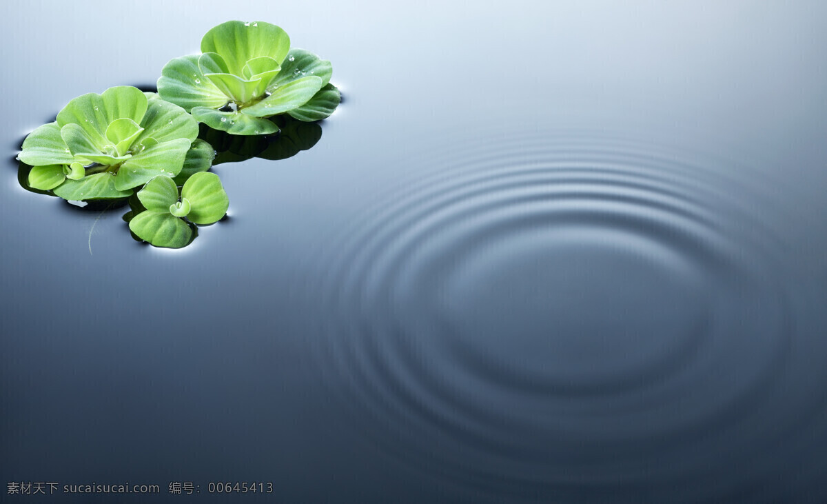 湖面免费下载 波纹 荷叶 湖面 生物世界