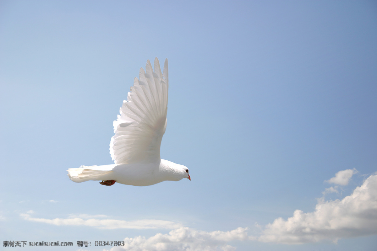 天空 飞翔 和平鸽 白鸽 鸽子 飞翔的白鸽 蓝天白云 空中飞鸟 生物世界