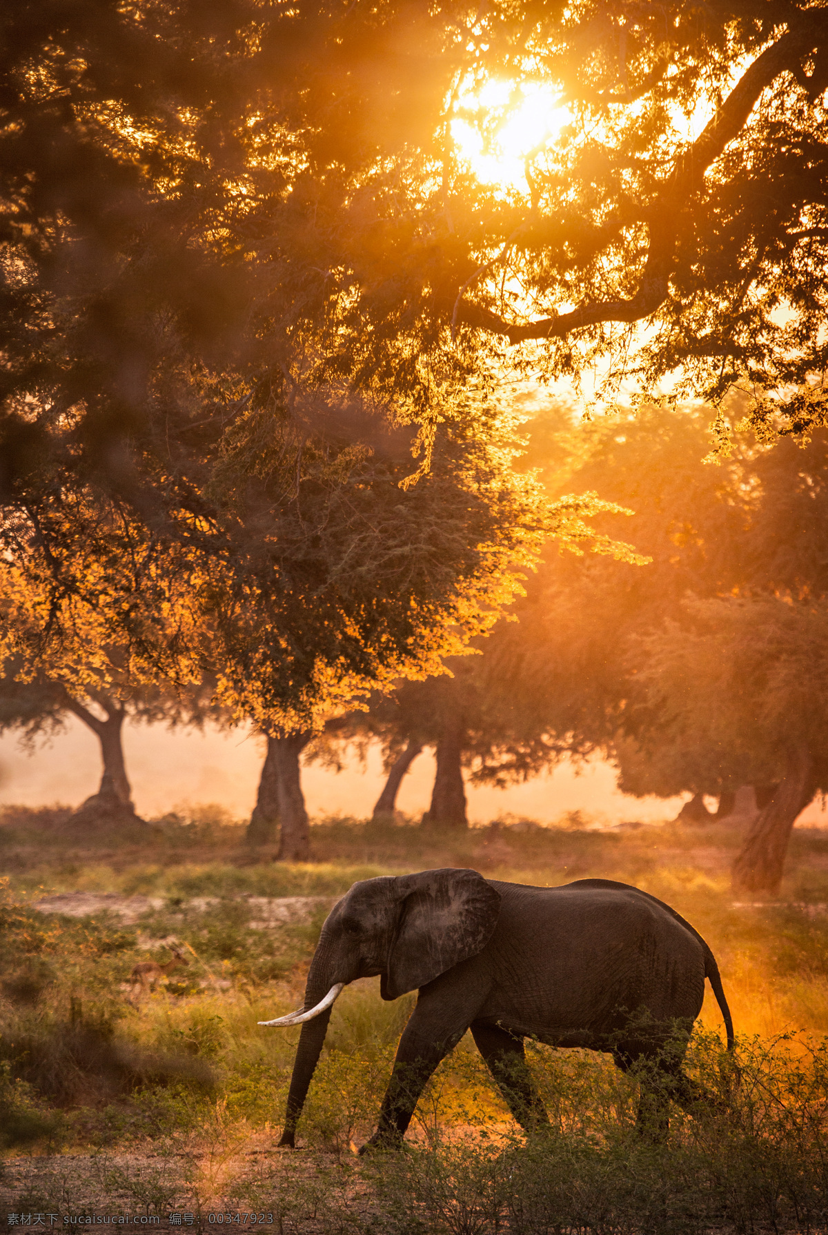非洲 草原 上 大象 象 野生动物 动物世界 陆地动物 生物世界