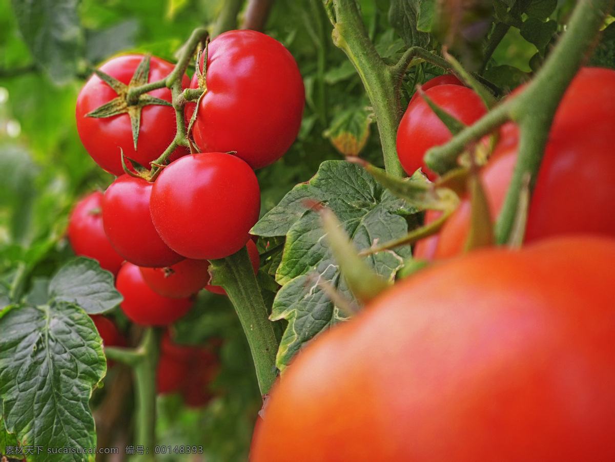 蔬果 蔬菜 西红柿园 果实 收获季节 生物世界