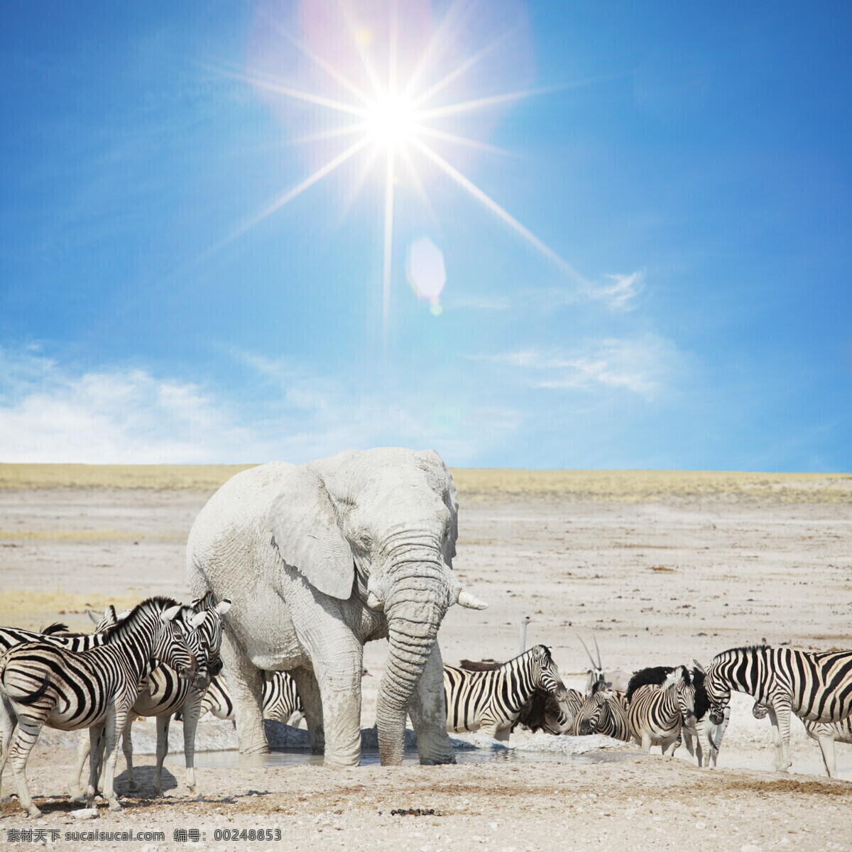 和谐共存 大象 斑马 平原 蓝天 太阳 灰色