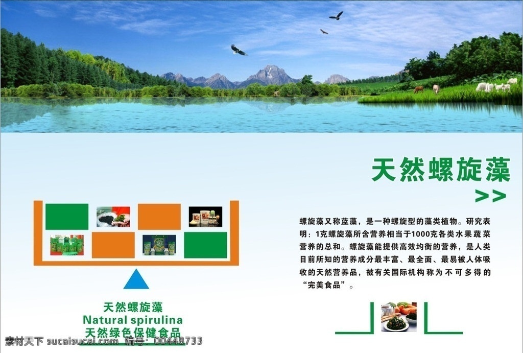 天然螺旋藻 螺旋藻的简介 螺旋藻海报 天然绿色食品 螺旋藻 矢量