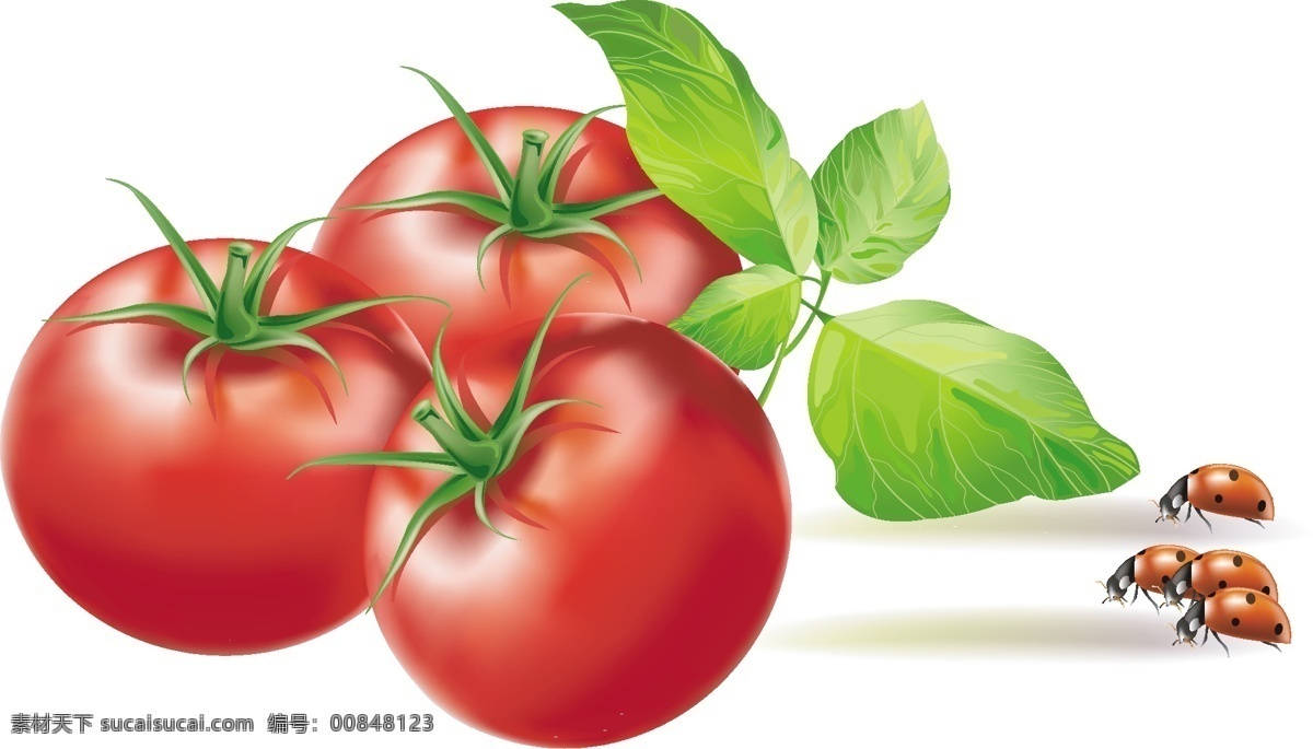 西红柿矢量图 西红柿 矢量图 ai图 高清矢量图 生物世界 蔬菜