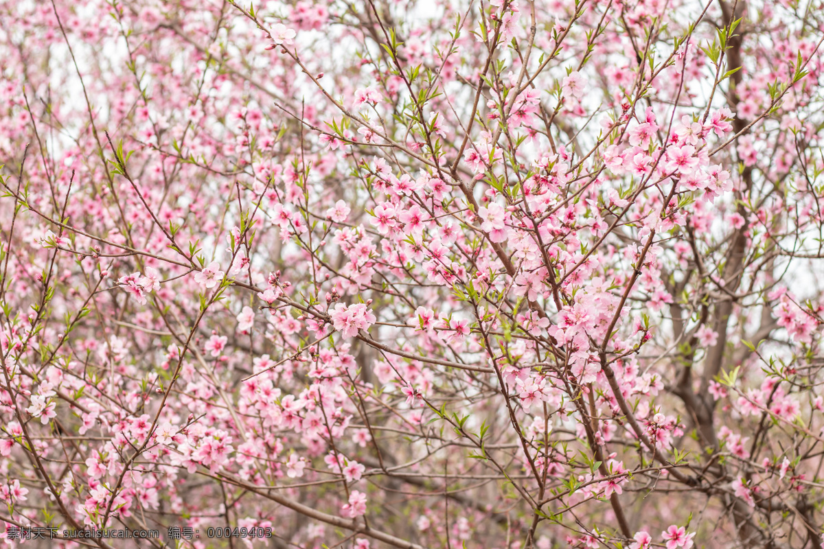 花 春天 桃树 粉桃花 盛开的桃花 美丽的桃花 春天的桃花 粉色的桃花 好看的桃花 桃花图片 桃花特写 生物世界 花草