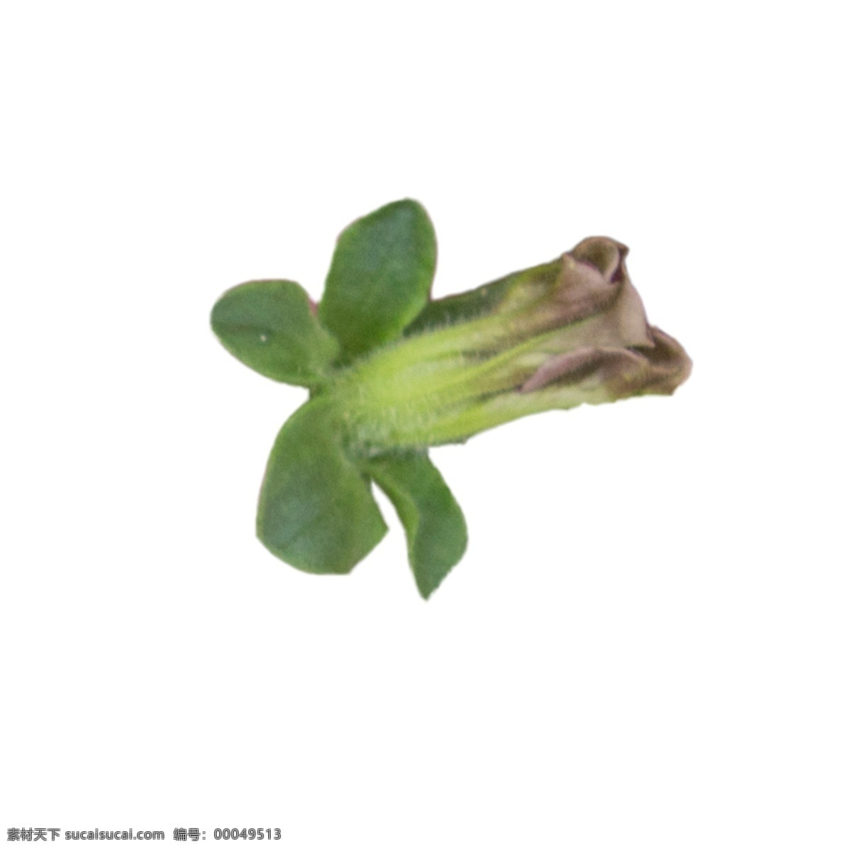 春天 植物 绿叶 枯萎的鲜花 植物绿叶 绿色树叶 春天绿叶 卡通插图 创意卡通下载 插图 png图下载