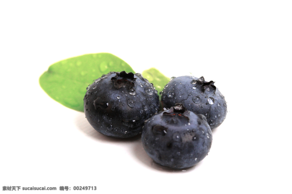 水果蓝莓 蓝莓果 蓝莓 蓝莓树 蓝莓苗 蓝莓果实 蓝莓酒 花果专辑 生物世界 水果