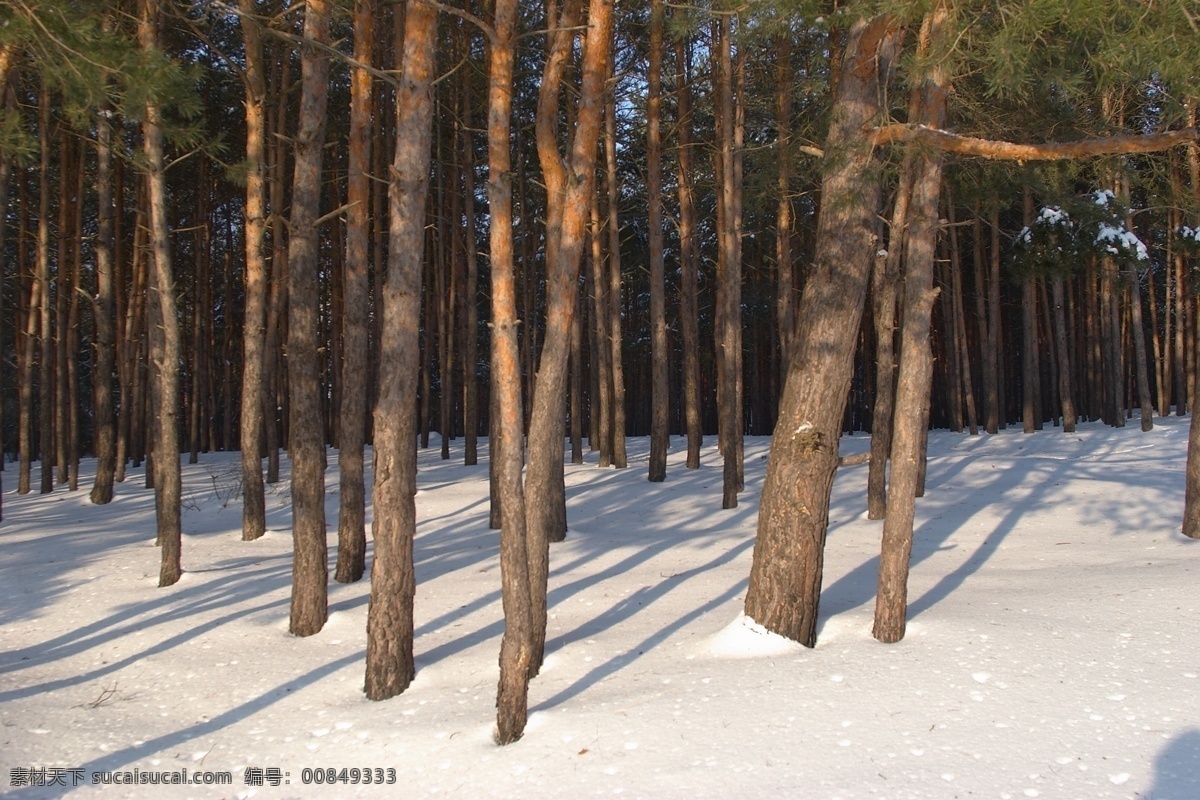 冬季 树林 美景 冬天雪景 美丽风景 美丽雪景 白雪 积雪 风景摄影 树木 雪地 山水风景 风景图片