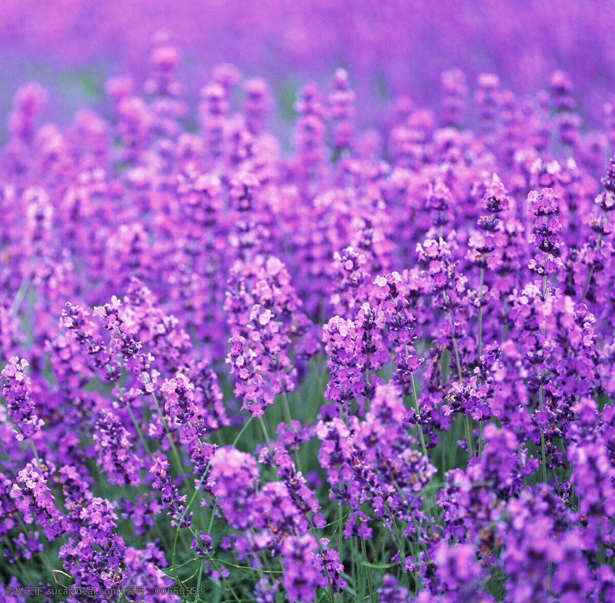 薰衣草 风景 植物 草地 紫色 花朵 花海 装饰 背景 图案 浪漫 天空 云朵 户外 薰衣草风景 自然景观 自然风景