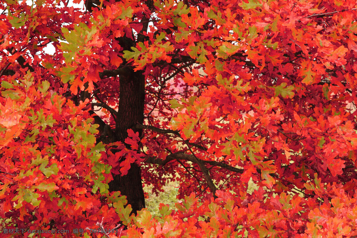 秋天 美丽 红色 枫叶 风景 植物 火红 自然景观