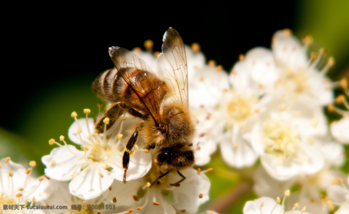 蜜蜂 动物图片 蜂 昆虫 昆虫图片 蜜蜂素材 蜜蜂图片 昆虫摄影 生物世界