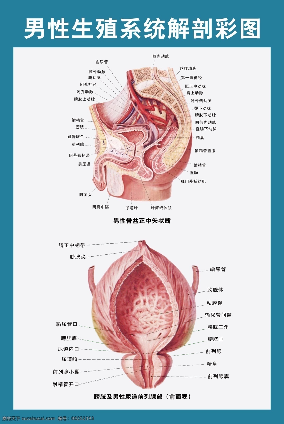男性 生殖 解剖 图 男性生殖器 前列腺 解剖图 医学图谱 科室展板 男科 展板模板 广告设计模板 源文件