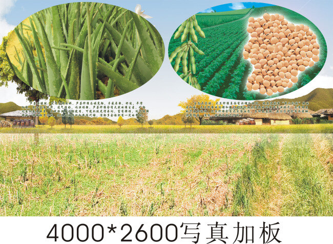 大豆 说明 田园风格 植物 大豆被说明 用于 家纺 产品 矢量图
