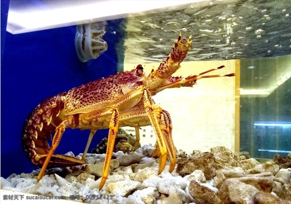 大龙虾 龙虾 澳大利亚 澳龙 海鲜 生鲜 淡水龙虾 水产 水族箱 水缸 酒店 饭店 动物萌宠 生物世界 海洋生物