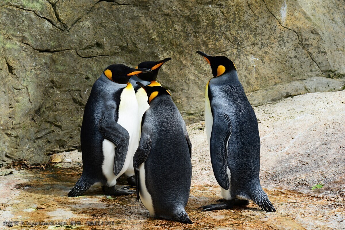 企鹅 冰山 冰天雪地 动物摄影 南极企鹅 企鹅群 企鹅素材 野生动物 生物世界 鸟类