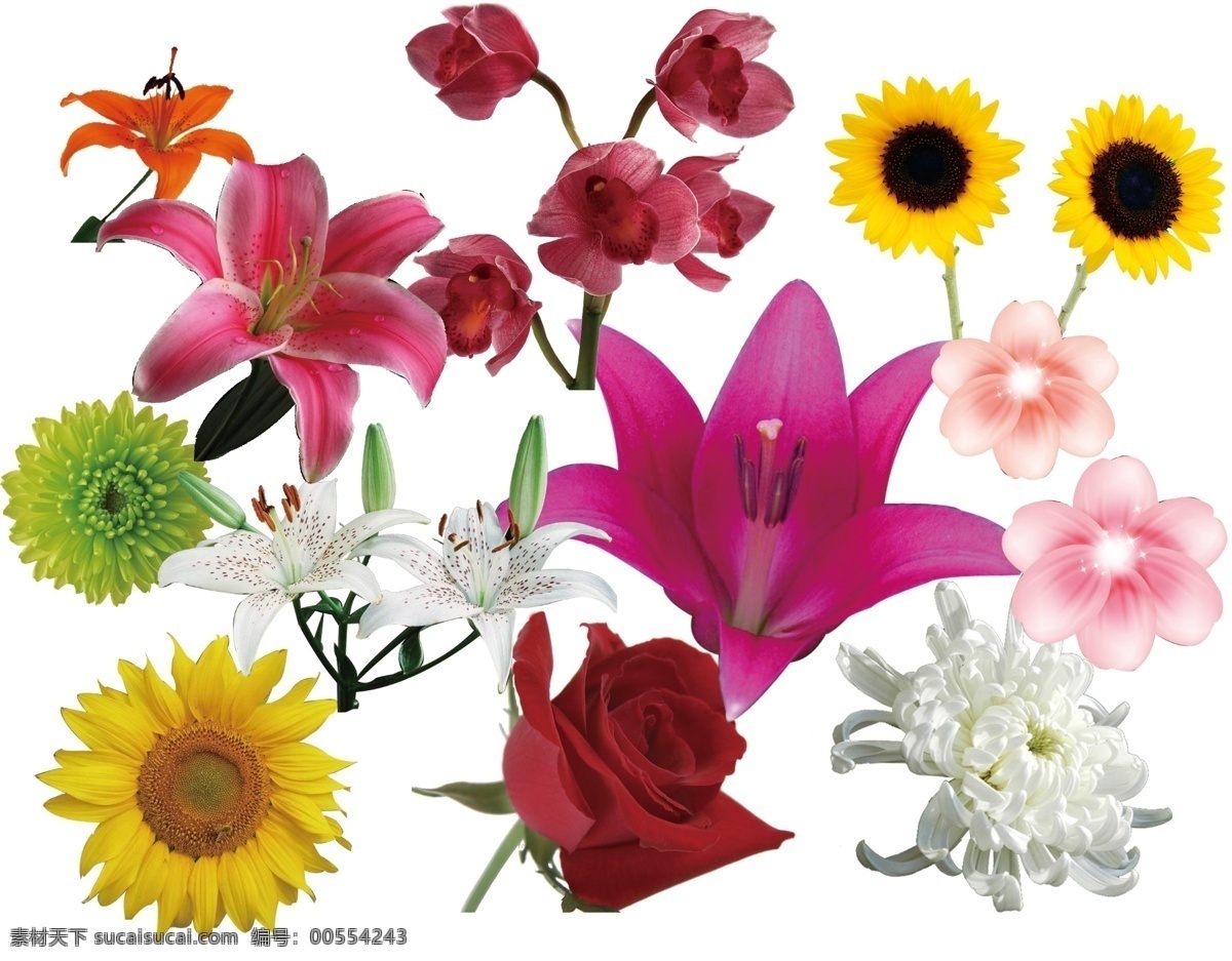 花卉图片 分层 百合 花卉 花卉模板下载 花卉素材下载 菊花 玫瑰 向日葵 兰 源文件 psd源文件
