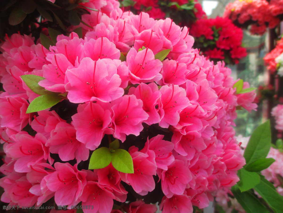 杜鹃 杜鹃花 鲜花 红色花朵 树叶 一束杜鹃花 生物世界 花草