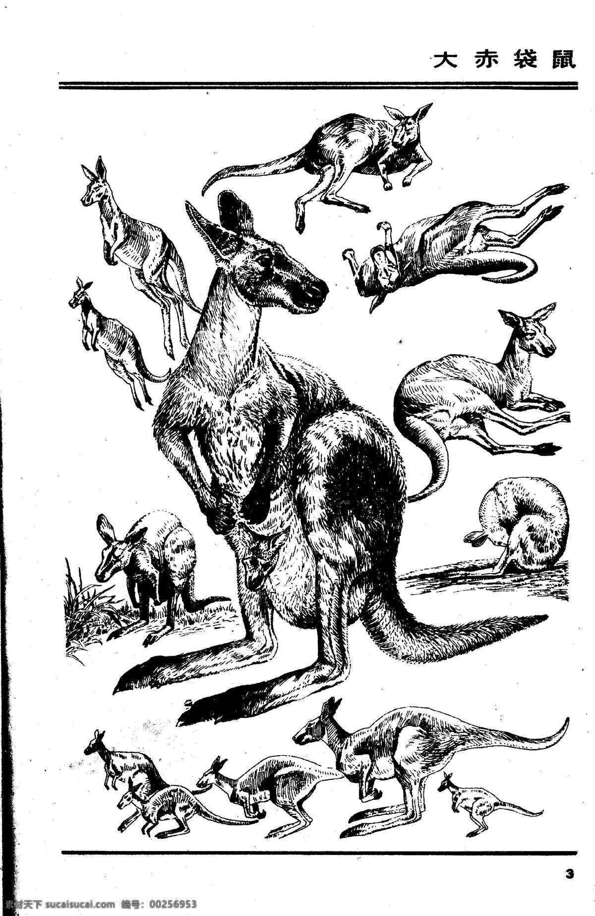 画兽图03 大赤袋鼠 百兽 兽 家禽 猛兽 动物 白描 线描 绘画 美术 禽兽 野生动物 画兽谱 画兽图 袋鼠 生物世界 设计图库